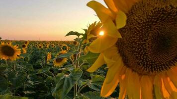 zonnebloem velden en boerderijen Bij zonsondergang in zomer seizoen, een landschap van bloeiend zonnebloemen, agrarisch bedrijf concept. zomer seizoen fabriek natuur planten, energie bronnen en groeit planten Aan aarde video
