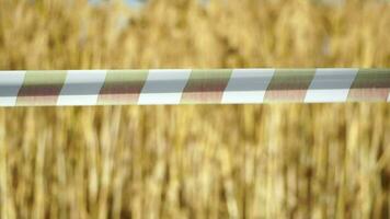 Ripe wheat field with red and white ribbon, rural landscape, agricultural scenery, harvest. Organic agriculture harvesting agribusiness concept. Slow motion, closeup video