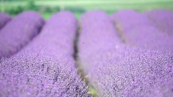 lavendel- fält med doftande lila blommor blomma på solnedgång. frodig lavendel- buskar i ändlös rader. organisk lavendel- olja produktion i Europa. trädgård aromterapi. långsam rörelse, stänga upp video