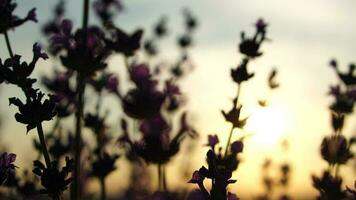 lavendel velden met geurig Purper bloemen bloeien Bij zonsondergang. weelderig lavendel struiken in eindeloos rijen. biologisch lavendel olie productie in Europa. tuin aromatherapie. langzaam beweging, dichtbij omhoog video