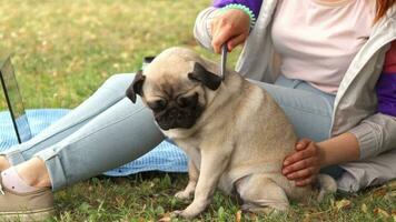 Close up girl combing her pug out in a park video