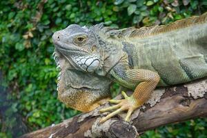 verde iguana perca en rama cerca arriba foto