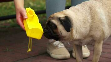 Pug drinking from a basin video