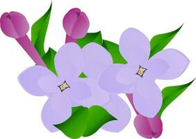 Vector illustration of purple and violet lilac flowers with green leafs on white background.