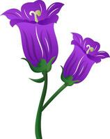 vector ilustración púrpura campánula flores en blanco antecedentes.