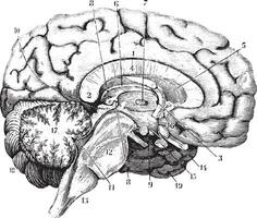 Middle and anterior-posterior section of the brain, vintage engr vector