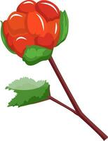 Red cloudberry on a branch with green leafs cartoon fruit vector illustration on white background.