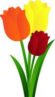 Vector illustration of orange yellow and red tulips with green leafs  on white background.