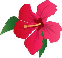 Vector illustration of dark pink hibiscus flower with green leafs on white background.