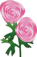 Vector illustration of pink ranunculus flowers with green leafs on white background.