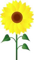 Vector illustration of sunflower with green leafs on white background.