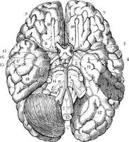 Base of the brain, vintage engraving. vector