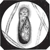 Paramecium aurelia, vintage engraving. vector