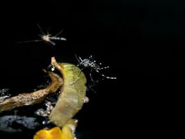 de cerca de un mosquito son desove en oscuro agua. foto