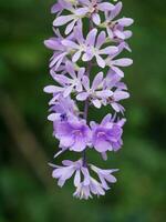 Violet flower of Petrea Flowers. photo