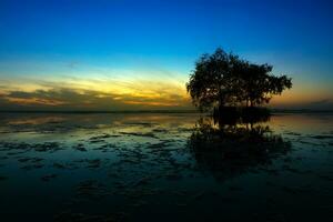 Silhouette tree with blue sky in the morning. photo