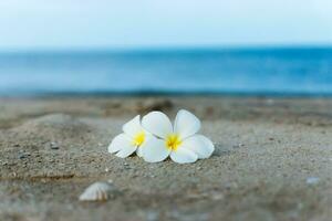 White Plumeria or frangipani flower on the beach. photo