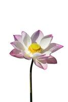 rosado y blanco loto flor floreciente en el naturaleza. foto