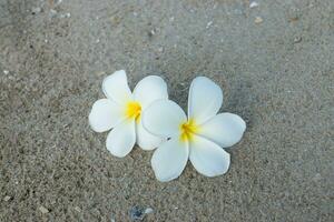 blanco plumeria o frangipani flor en el playa. foto