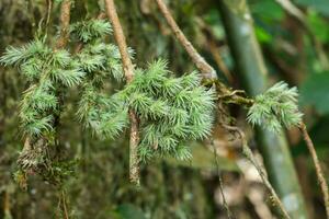 Green moss in the forest. photo