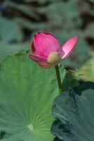 Pink lotus flower blooming in the nature. photo