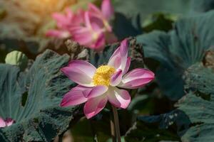 Pink lotus flower blooming in the nature. photo