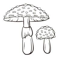 Fly agaric inedible mushroom in line art style. Hand drawn Amanita muscaria poisonous and medicinal mushroom. Vector illustration isolated on a white background.