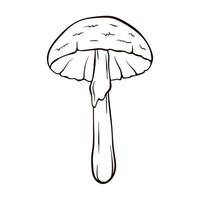 Destroying angel inedible mushroom in engraved style. Amanita bisporigera virosa in line art. Vector illustration isolated on a white background.