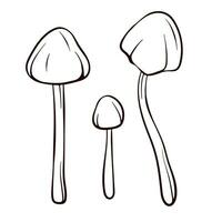 Conocybe Filaris inedible mushroom in line art style. Poisonous food sketch. Vector illustration isolated on a white background. Deadly fungus Pholiotina rugosa.