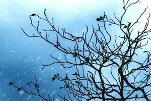 Silhouettes of branch in the winter. photo