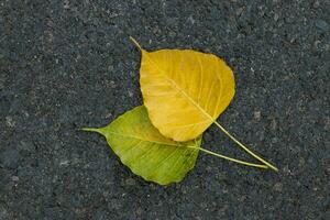 Bodhi leaves on the road. photo