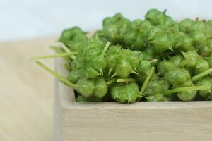 Seeds of Tribulus terrestris plant. photo