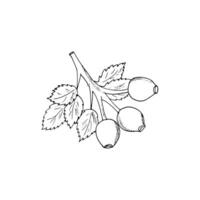 Rosehip hand drawn illustration. Rosehip branch with fruits and leaves. Isolated berry branch sketch on a white background. Hand-drawn linear drawing of a branch with rosehip fruit and leaves. vector