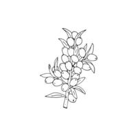 Sea buckthorn hand-drawn vector illustration. Branch with berries, and leaves. Simplified isolated vector illustration.