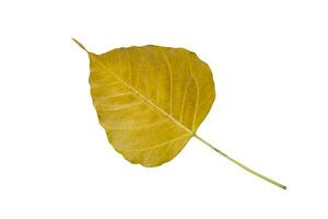 Yellow Bodhi leaves isolate on white background. photo