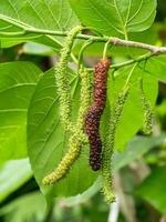 Long Mulberry fruit on branc are growing and green nature background. photo