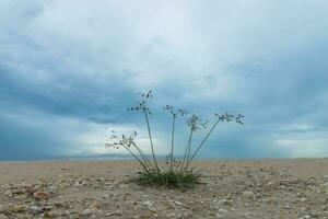 The grass on the sand photo