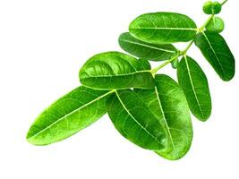 Green leaf on white background. photo