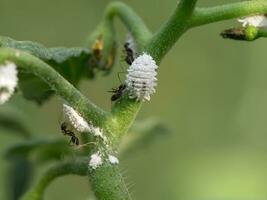 Ants and white aphids on the tomato branch. photo