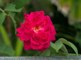 Close up dark pink rose flower. photo