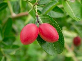 el frutas son alto vitamina en árbol. foto