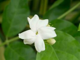 Jasmin flower in the garden. photo