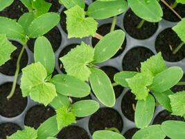 joven planta de un Pepino foto