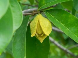 Soursop tree or Prickly Custard Apple. photo