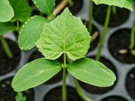 joven planta de un Pepino foto