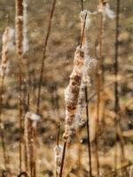 Typha angustifolia semillas en árbol. foto