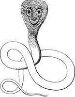 Snake with glasses, vintage engraving. vector