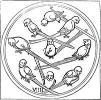 Nine of Parrot, or Bird, vintage engraving. vector