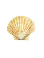 Close up of ocean shell isolated on white background photo