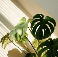 AI generated an indoor monstera plant plant, in the style of infused symbolism, lo-fi aesthetics photo